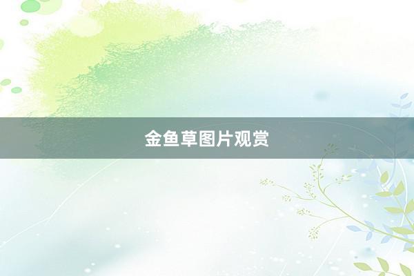 金鱼草图片观赏